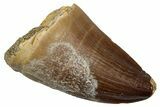 Fossil Mosasaur (Thalassotitan) Tooth - Morocco #345176-1